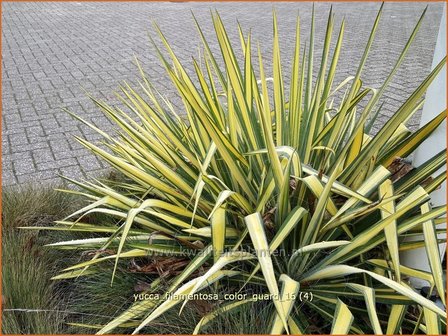 Yucca filamentosa 'Color Guard' | Palmlelie | F&auml;dige Palmlilie
