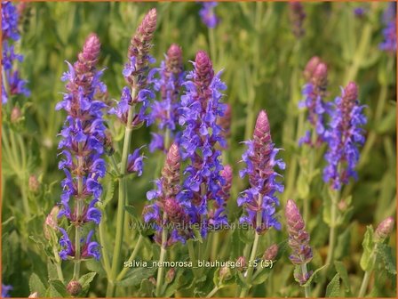 Salvia nemorosa 'Blauh&uuml;gel' | Bossalie, Salie, Salvia | Steppensalbei | Woodland Sage