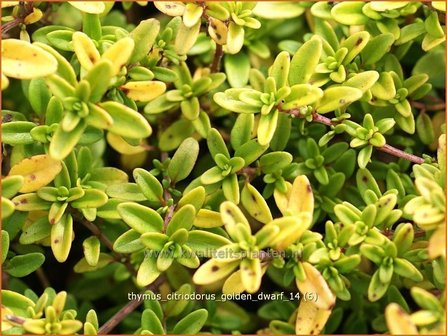 Thymus citriodorus &#039;Golden Dwarf&#039; | Citroentijm, Tijm | Zitronen-Thymian