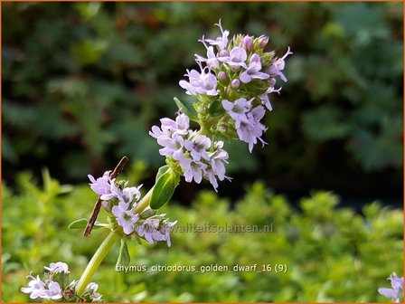 Thymus citriodorus &#039;Golden Dwarf&#039; | Citroentijm, Tijm | Zitronen-Thymian