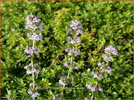 Thymus citriodorus &#039;Golden Dwarf&#039; | Citroentijm, Tijm | Zitronen-Thymian