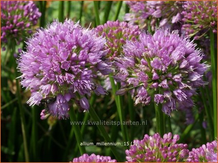 Allium &#039;Millenium&#039; | Sierui, Look | Lauch