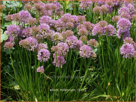 Allium &#039;Millenium&#039; | Sierui, Look | Lauch