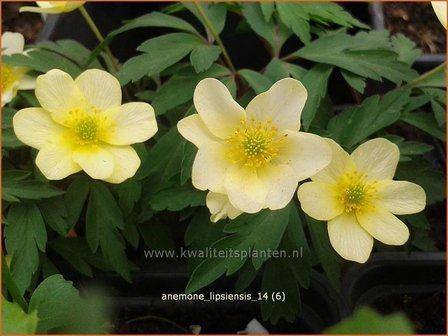 Anemone x lipsiensis | Bosanemoon, Anemoon | Busch-Windr&ouml;schen