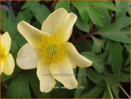 Anemone x lipsiensis | Bosanemoon, Anemoon | Busch-Windr&ouml;schen