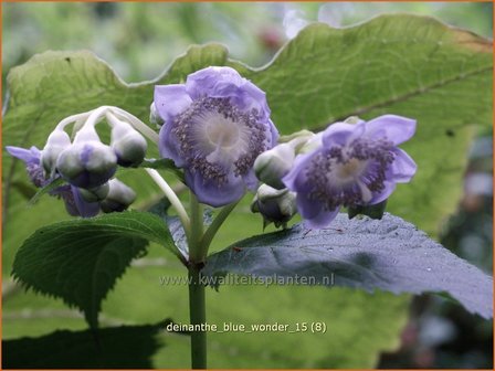 Deinanthe 'Blue Wonder' | Schijnhortensia | Blaubl&uuml;hende Scheinhortensie