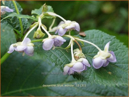 Deinanthe 'Blue Wonder' | Schijnhortensia | Blaubl&uuml;hende Scheinhortensie