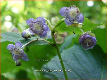 Deinanthe 'Blue Wonder' | Schijnhortensia | Blaubl&uuml;hende Scheinhortensie