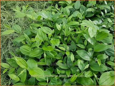 Disporum cantoniense 'Green Giant' | Feengl&ouml;ckchen