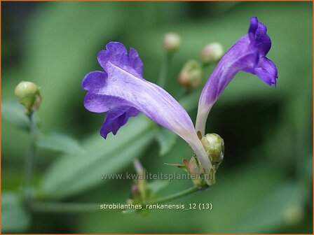 Strobilanthes rankanensis | Trompetkruid | Otternkopf