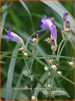 Strobilanthes rankanensis | Trompetkruid | Otternkopf