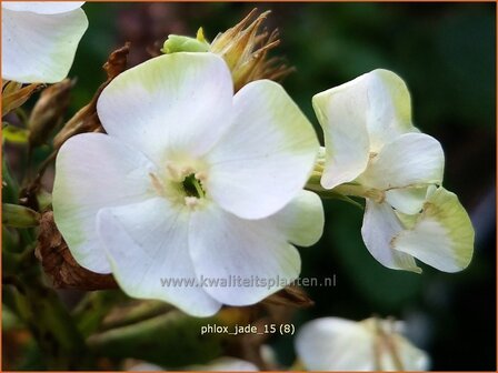 Phlox &#039;Jade&#039; | Vlambloem, Flox, Floks