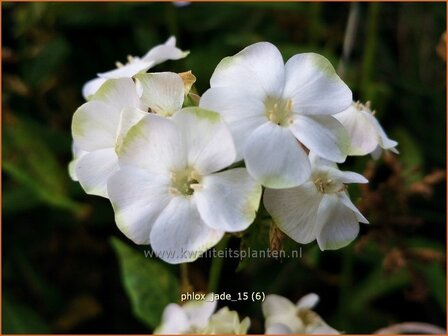 Phlox &#039;Jade&#039; | Vlambloem, Flox, Floks