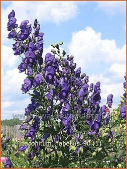 Aconitum napellus | Monnikskap