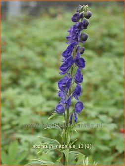 Aconitum napellus | Monnikskap