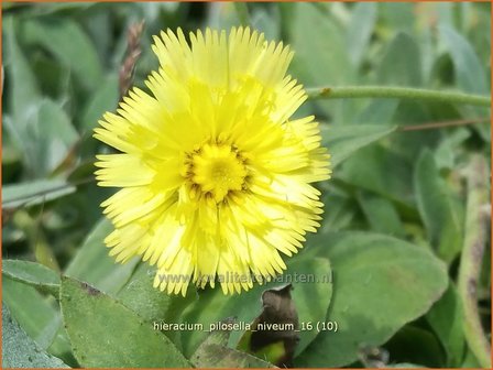 Hieracium pilosella 'Niveum' | Muizenoor, Havikskruid | Kleines Habichtskraut