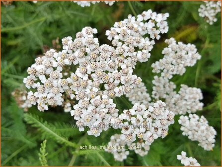 Achillea millefolium | Duizendblad | Gew&ouml;hnliche Schafgarbe