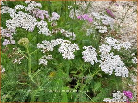 Achillea millefolium | Duizendblad | Gew&ouml;hnliche Schafgarbe