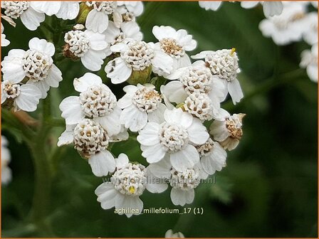 Achillea millefolium | Duizendblad | Gew&ouml;hnliche Schafgarbe