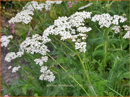 Achillea millefolium | Duizendblad | Gew&ouml;hnliche Schafgarbe