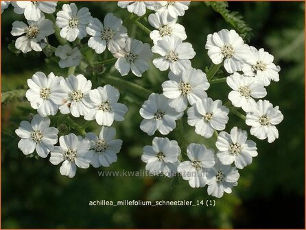 Achillea millefolium 'Schneetaler' | Duizendblad | Gew&ouml;hnliche Schafgarbe