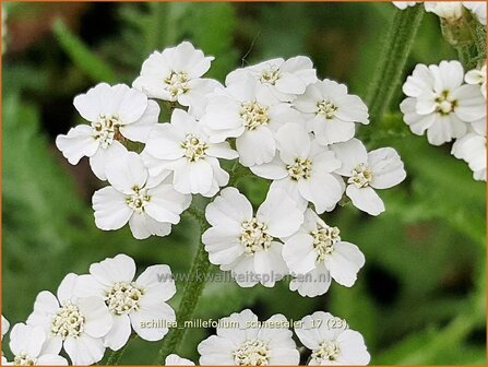 Achillea millefolium 'Schneetaler' | Duizendblad | Gew&ouml;hnliche Schafgarbe