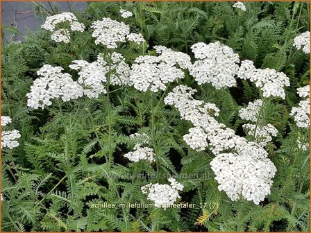 Achillea millefolium 'Schneetaler' | Duizendblad | Gew&ouml;hnliche Schafgarbe