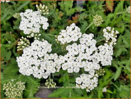 Achillea millefolium 'Schneetaler' | Duizendblad | Gew&ouml;hnliche Schafgarbe