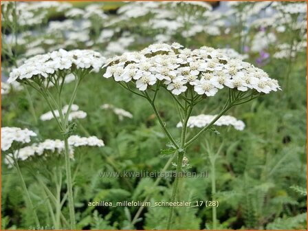 Achillea millefolium 'Schneetaler' | Duizendblad | Gew&ouml;hnliche Schafgarbe
