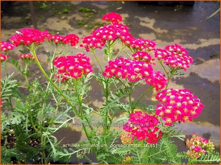 Achillea &#039;Pomegranate&#039; | Duizendblad | Garbe