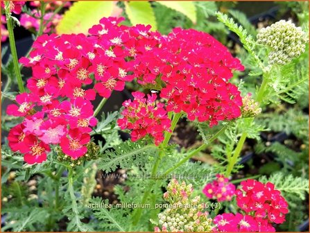 Achillea &#039;Pomegranate&#039; | Duizendblad | Garbe