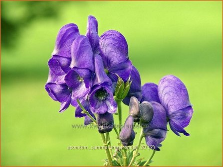 Aconitum cammarum &#039;Arendsii&#039; | Monnikskap | Eisenhut