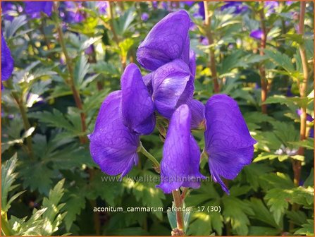 Aconitum cammarum &#039;Arendsii&#039; | Monnikskap | Eisenhut