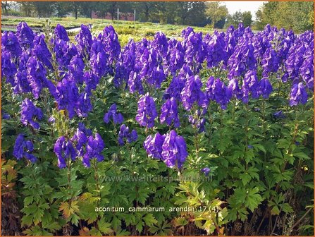 Aconitum cammarum &#039;Arendsii&#039; | Monnikskap | Eisenhut