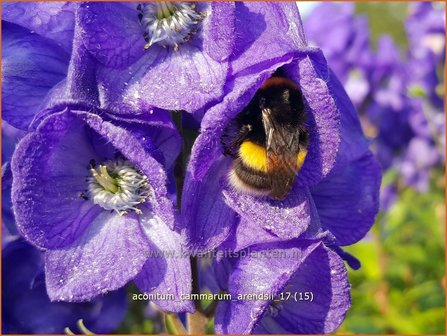 Aconitum cammarum &#039;Arendsii&#039; | Monnikskap | Eisenhut