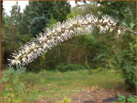 Actaea &#039;Queen of Sheba&#039; | Zilverkaars, Oktoberkaars, Christoffelkruid | Oktober-Silberkerze