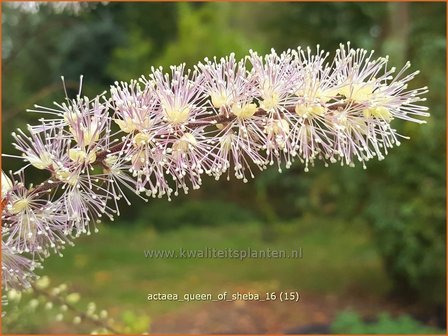 Actaea &#039;Queen of Sheba&#039; | Zilverkaars, Oktoberkaars, Christoffelkruid | Oktober-Silberkerze