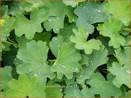 Alchemilla epipsila | Vrouwenmantel | Kahler Frauenmantel