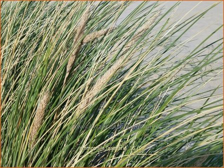 Ammophila arenaria | Helmgras (inlands), Helm | Gew&ouml;hnlicher Strandhafer | European Beach Grass