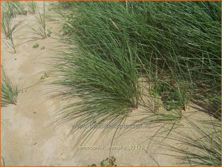 Ammophila arenaria | Helmgras (inlands), Helm | Gew&ouml;hnlicher Strandhafer