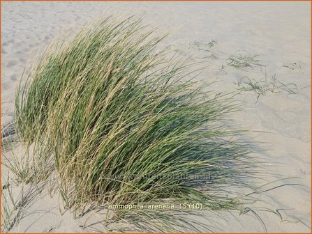 Ammophila arenaria | Helmgras (inlands), Helm | Gew&ouml;hnlicher Strandhafer | European Beach Grass