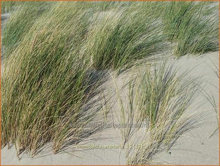 Ammophila arenaria | Helmgras (inlands), Helm | Gew&ouml;hnlicher Strandhafer | European Beach Grass