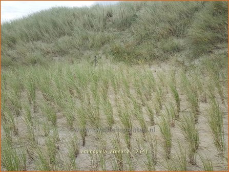 Ammophila arenaria | Helmgras (inlands), Helm | Gew&ouml;hnlicher Strandhafer | European Beach Grass