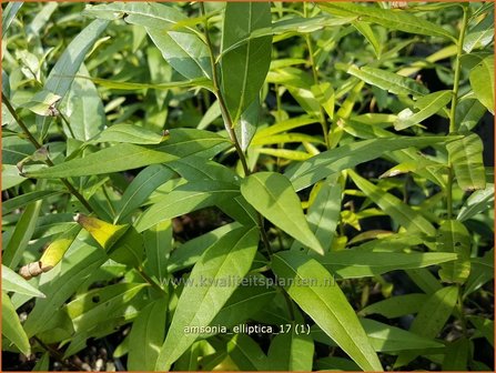 Amsonia elliptica | Blauwe ster, Stermaagdenpalm | R&ouml;hrenstern | Blue Star