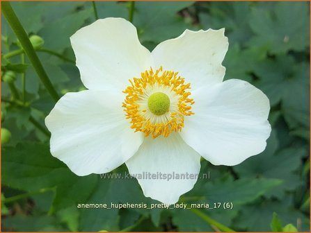 Anemone hupehensis &#039;Pretty Lady Maria&#039; | Herfstanemoon, Japanse anemoon, Anemoon | Herbstanemone