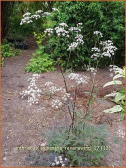 Anthriscus sylvestris 'Ravenswing' | Fluitekruid | Wiesenkerbel