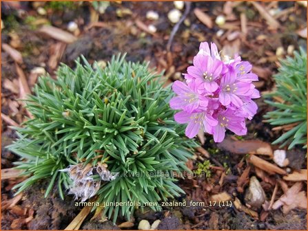 Armeria juniperifolia &#039;New Zealand Form&#039; | Engels gras | Zwerg-Grasnelke