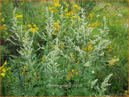 Artemisia vulgaris | Bijvoet, Alsem | Gew&ouml;hnlicher Beifu&szlig;