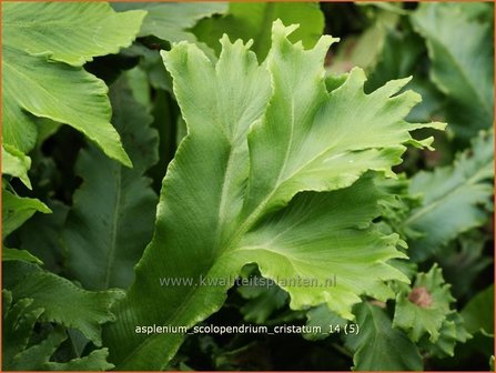 Asplenium scolopendrium &#039;Cristatum&#039; | Tongvaren, Streepvaren | Hirschzungenfarn