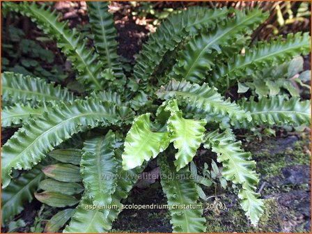 Asplenium scolopendrium &#039;Cristatum&#039; | Tongvaren, Streepvaren | Hirschzungenfarn